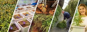 CSQ Cultivation page