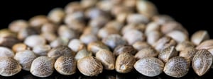 seed-to-sale-csq